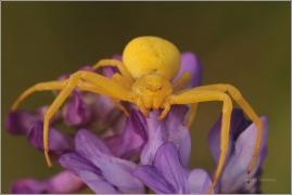<p>BĚŽNÍK KOPRETINOVÝ (Misumena vatia) ----- /species of crab spider  - Veränderliche Krabbenspinne/</p>